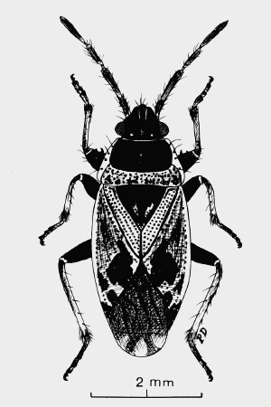 Lygaeidae. È più difficile determinarli... o vederli ?